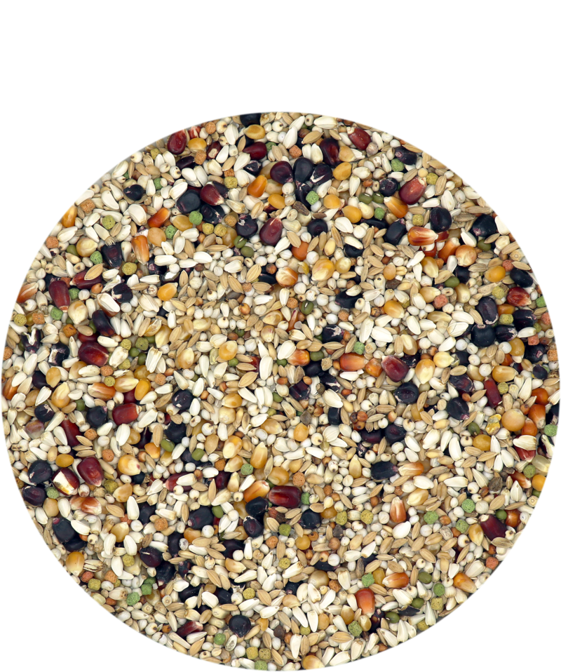 Porumbei Plus IC Black Label 20 kg