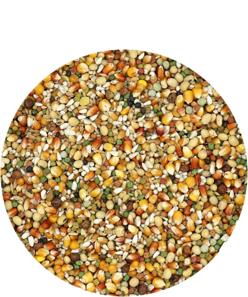 Porumbei Superstar Plus IC 20 kg