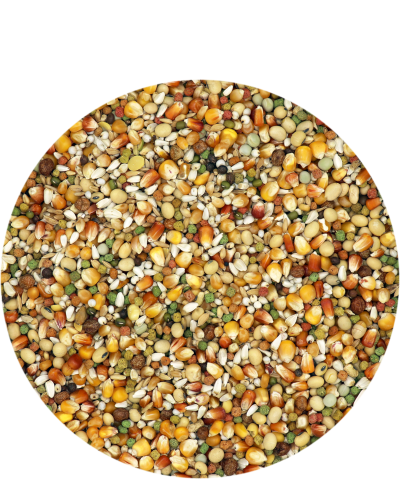 Porumbei Superstar Plus IC 20 kg