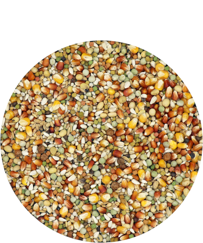 Porumbei Champion Plus IC 20 kg