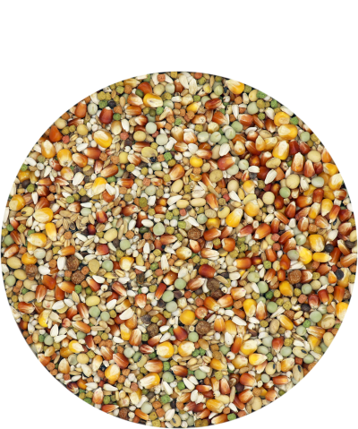 Porumbei Champion Plus IC 20 kg